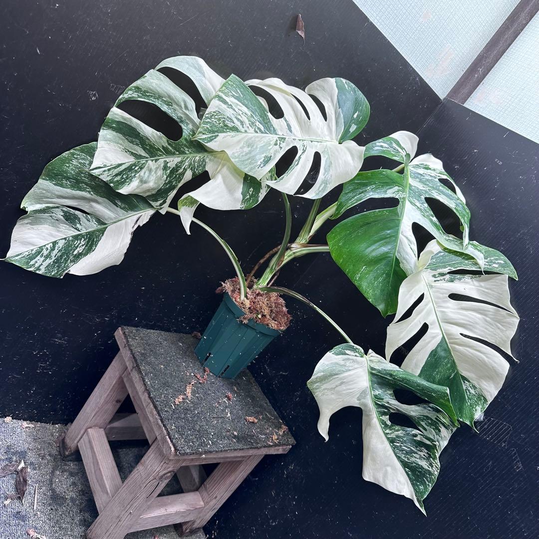 H*I様 斑入りモンステラ ホワイトタイガー極美大株53cm白斑多