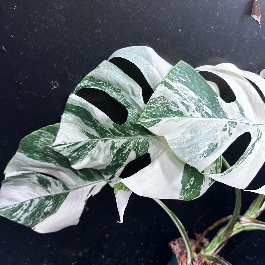 H*I様 斑入りモンステラ ホワイトタイガー極美大株53cm白斑多