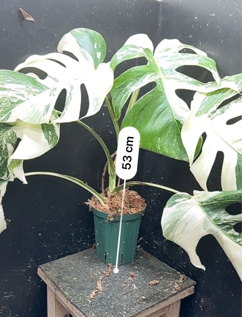H*I様 斑入りモンステラ ホワイトタイガー極美大株53cm白斑多