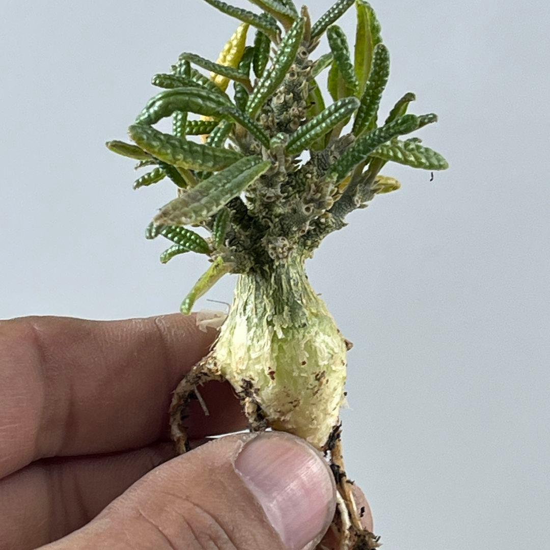 D61 実生 まん丸 ドルステニア ギガス ブラータ