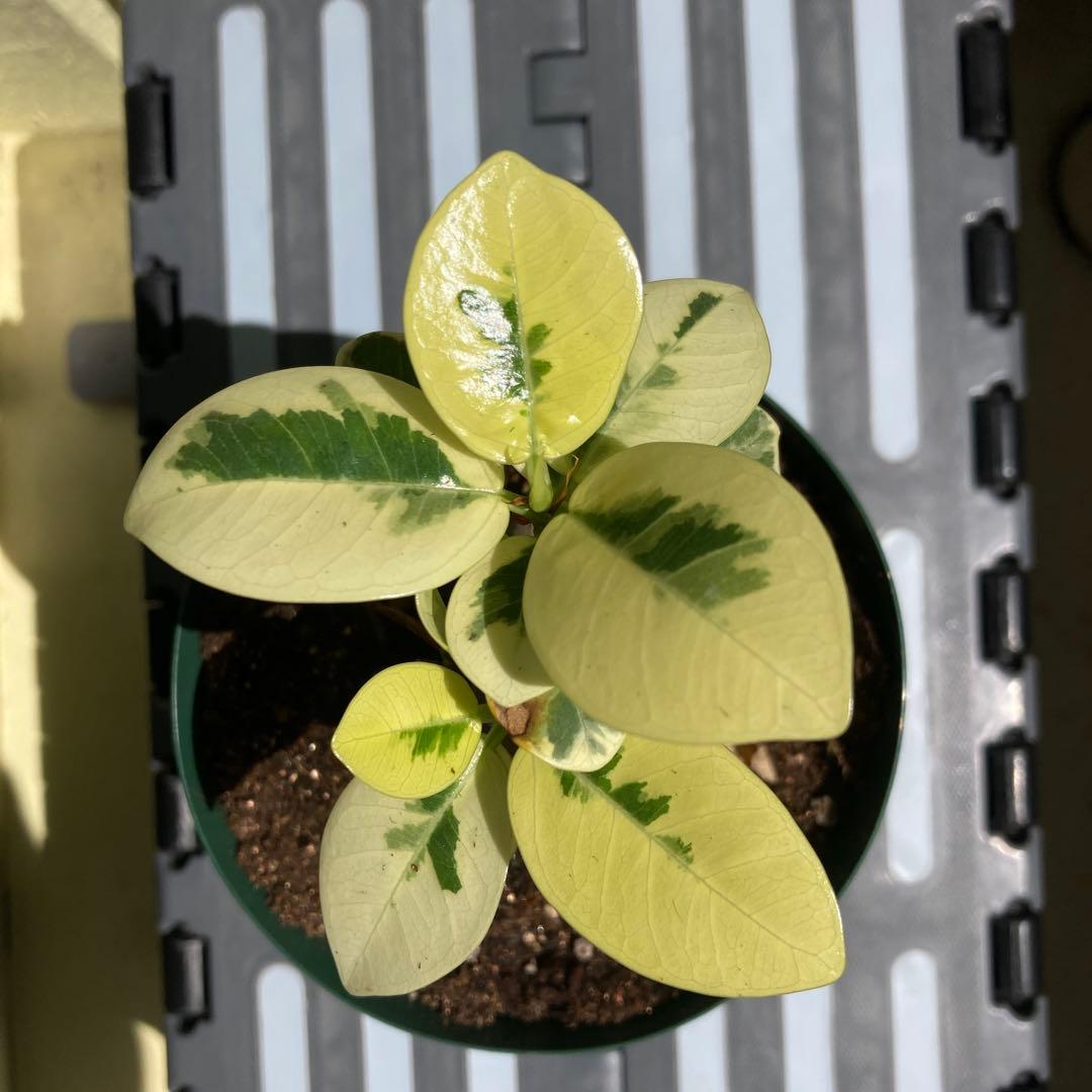 R*i様 【接木／2本仕立て】斑入り パンダガジュマル