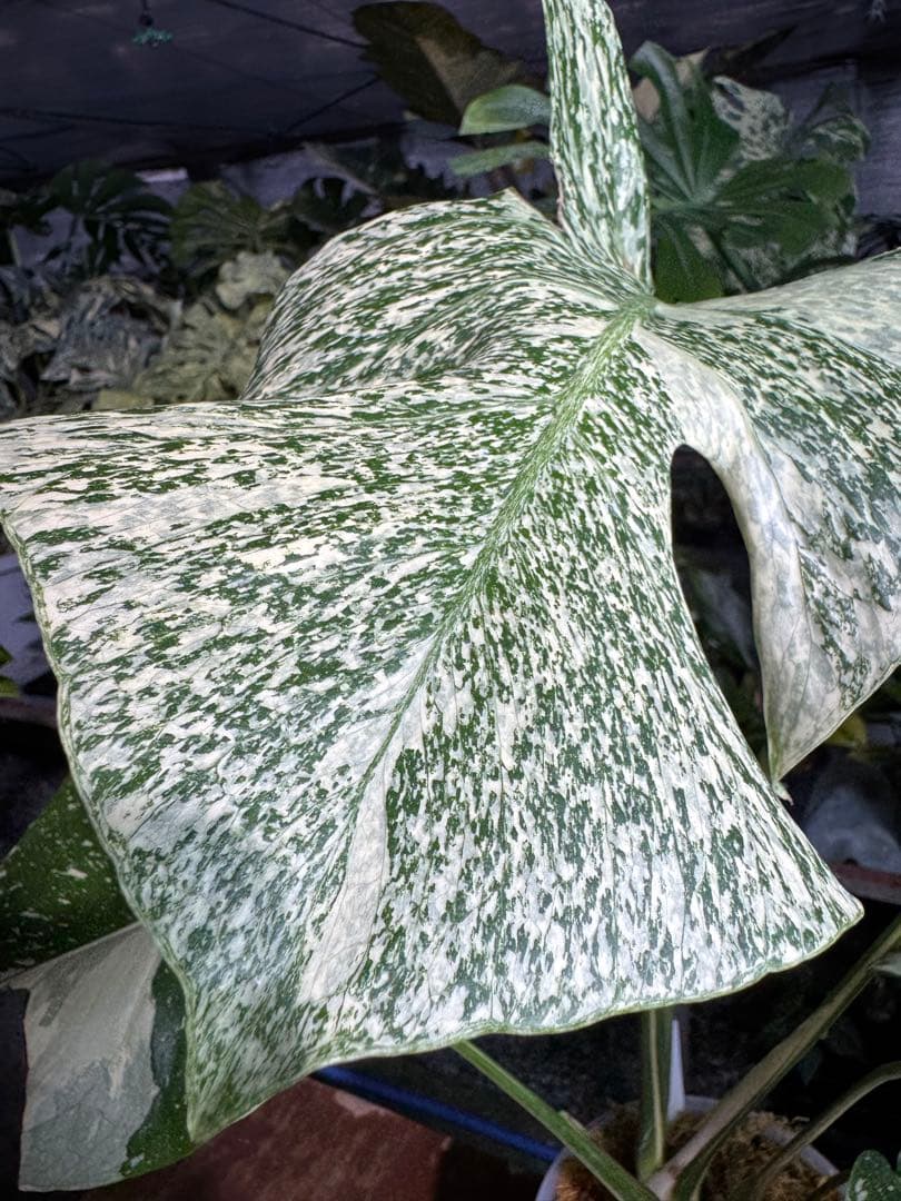 S*u様 T19モンステラ　タイコンステレーション　スターライト