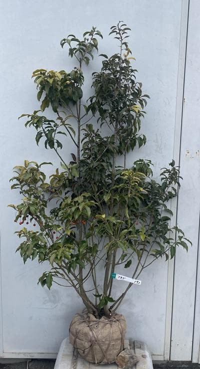 《現品》ソヨゴ　株立ち(雄雌株・オスメス株)　樹高1.5ｍ（根鉢含まず）593