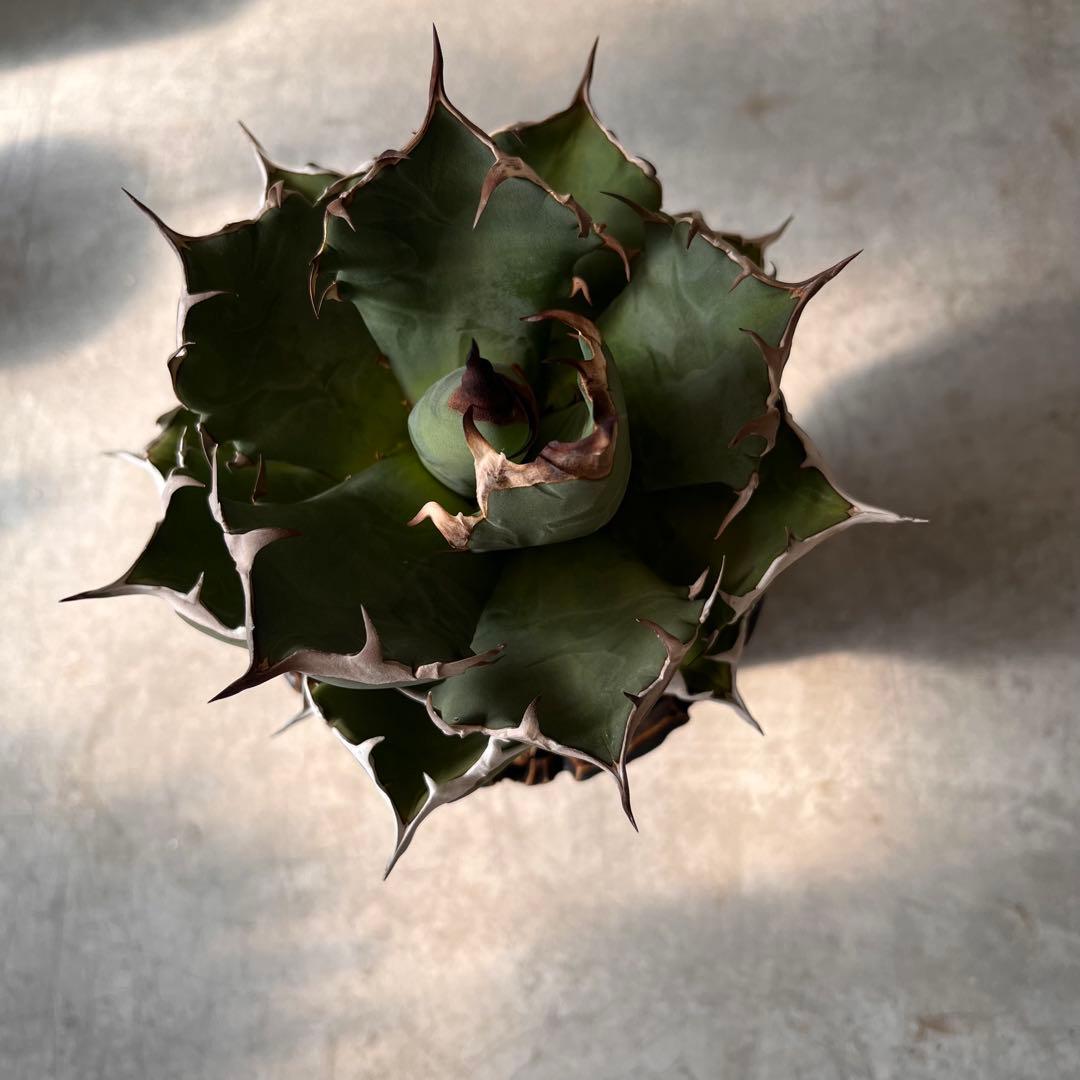 さ*く様 Agave titanota 姫厳龍　アガベ　チタノタ　発根済み　ドワ