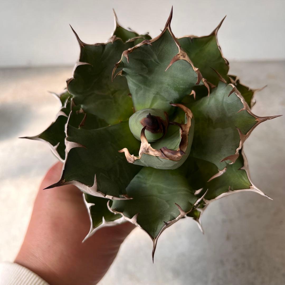 さ*く様 Agave titanota 姫厳龍　アガベ　チタノタ　発根済み　ドワ