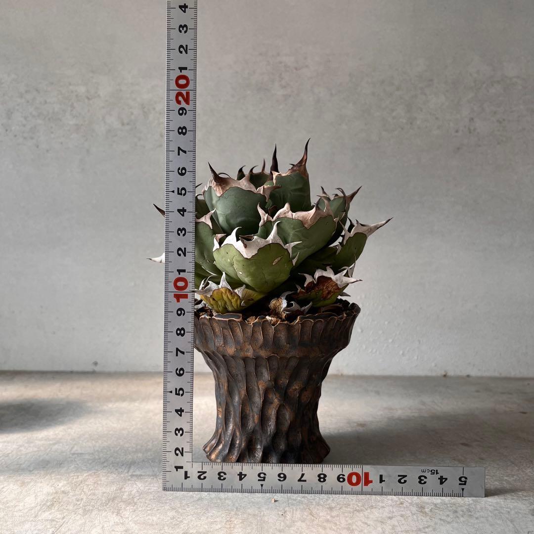 さ*く様 Agave titanota 姫厳龍　アガベ　チタノタ　発根済み　ドワ