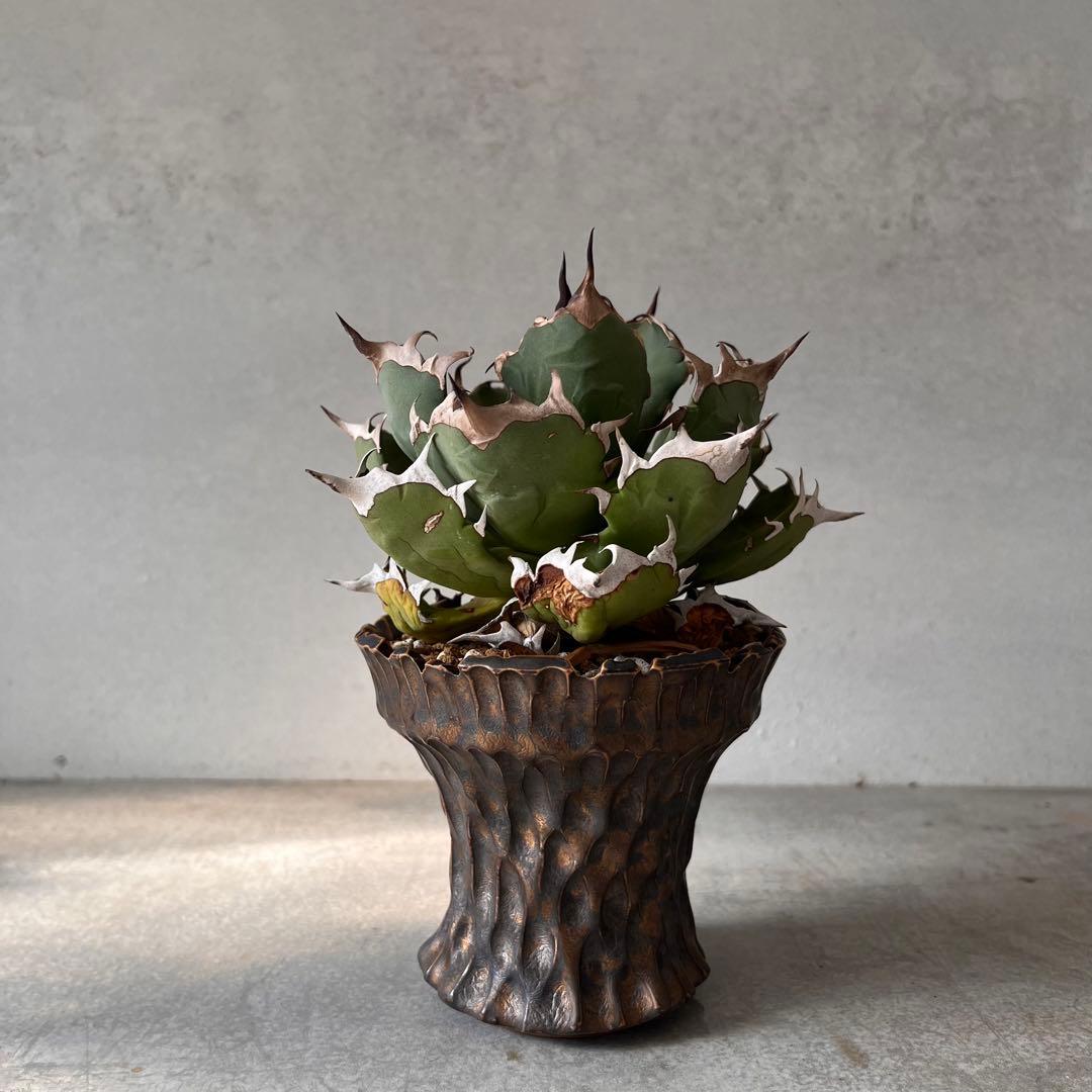 さ*く様 Agave titanota 姫厳龍　アガベ　チタノタ　発根済み　ドワ