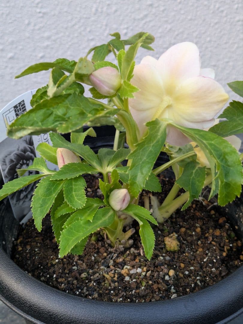 【ふんわり柔らか】広瀬園芸　クリスマスローズ　オーレア系ピンクグラデーションDD