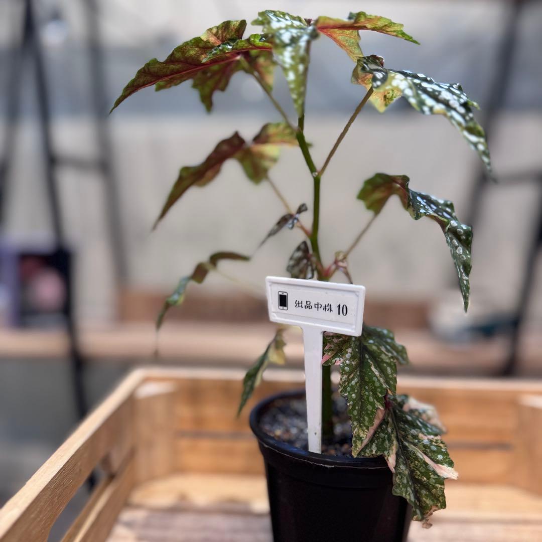 R*9様 10 ベゴニア　イズモノキラボシ　斑入り　ピンク斑に変化　激激レア　日