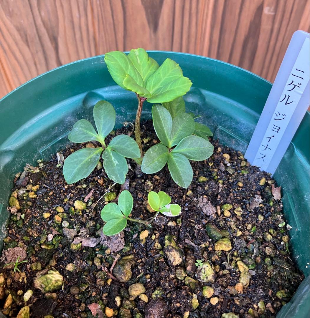 あだーじょ様ご検討用　クリスマスローズ　ニゲル