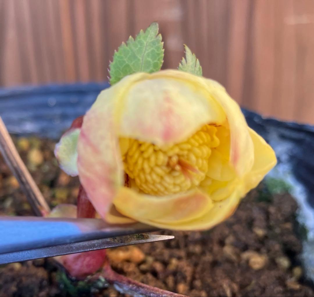 あだーじょ様ご検討用　クリスマスローズ　ニゲル