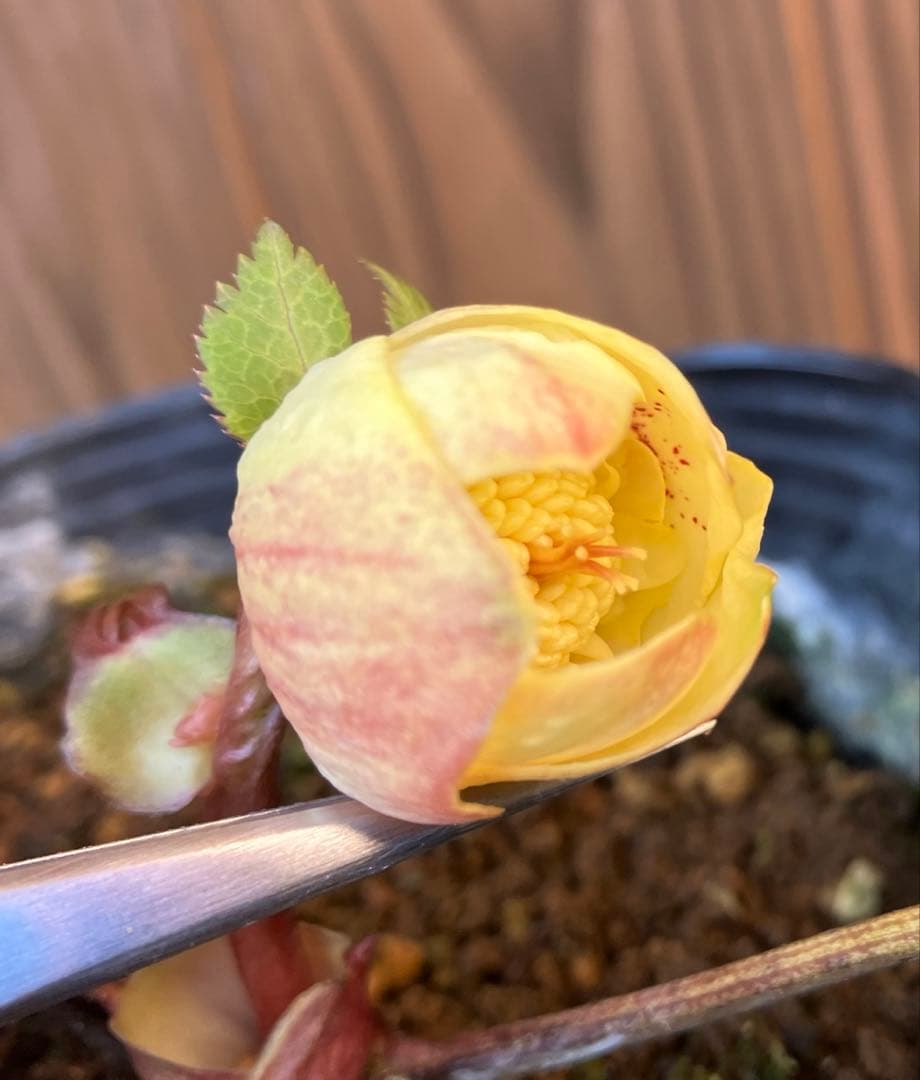 あだーじょ様ご検討用　クリスマスローズ　ニゲル