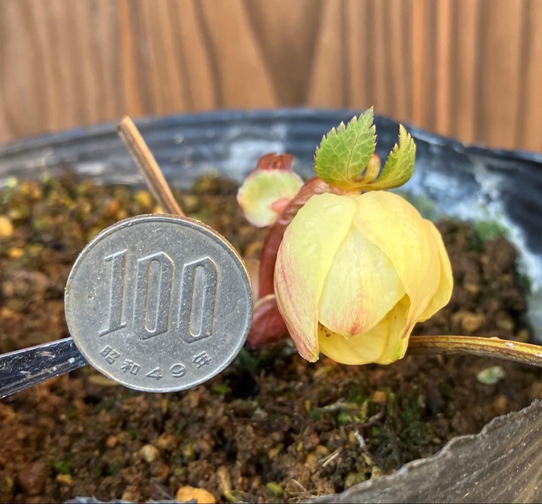 あだーじょ様ご検討用　クリスマスローズ　ニゲル