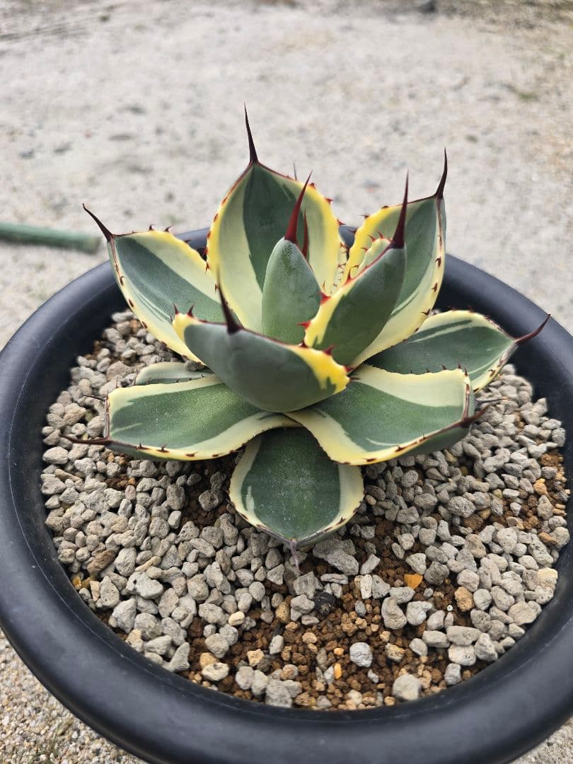 アガベ　オリザバ