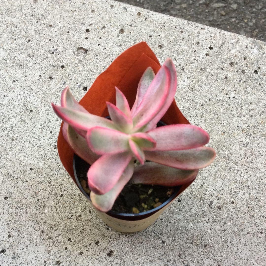 多肉植物  クラッスラ ルブリカウリス　キャンディケイン 抜き苗