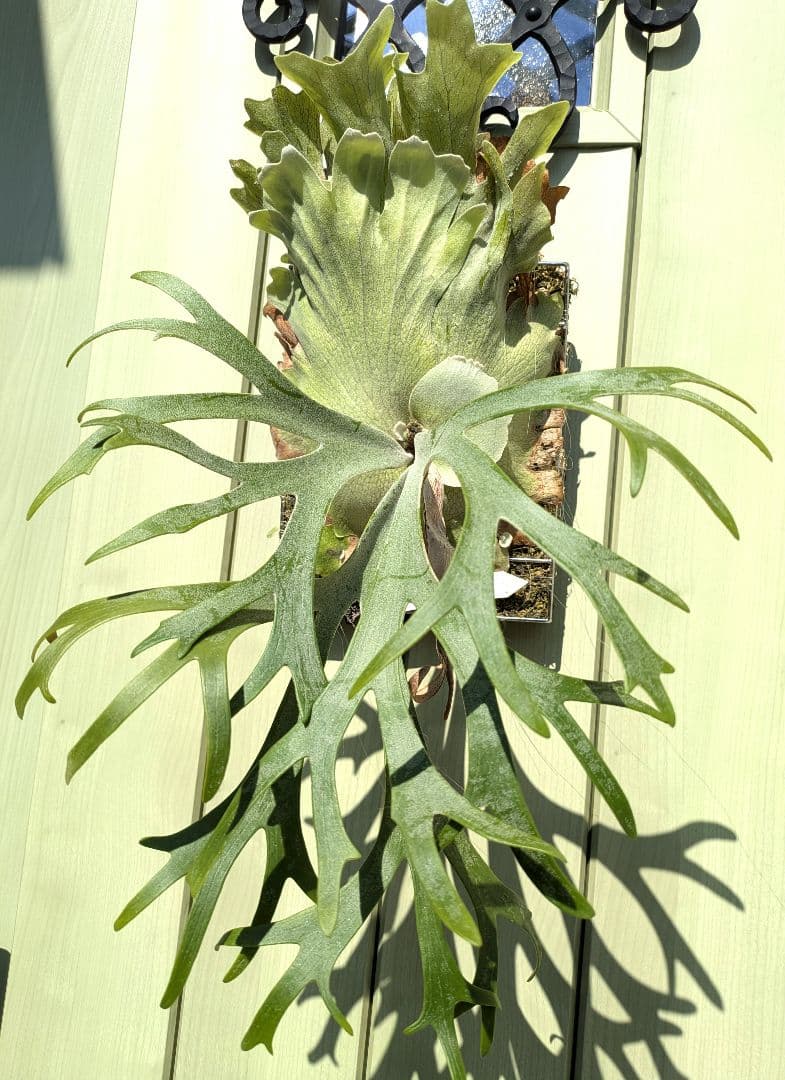 ビカクシダ☆イザナミ☆Izanami☆伊弉冉☆OC