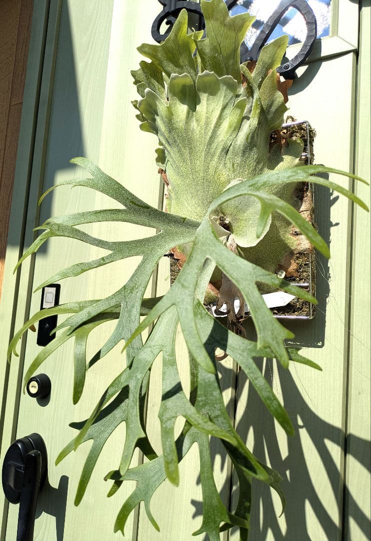 ビカクシダ☆イザナミ☆Izanami☆伊弉冉☆OC