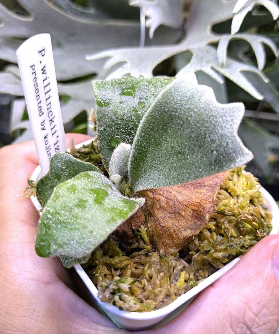 ビカクシダ☆イザナミ☆Izanami☆伊弉冉☆OC