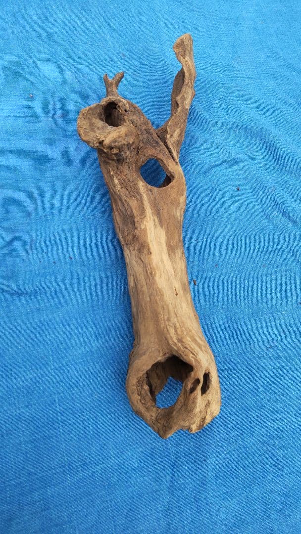 流木  淡水採取