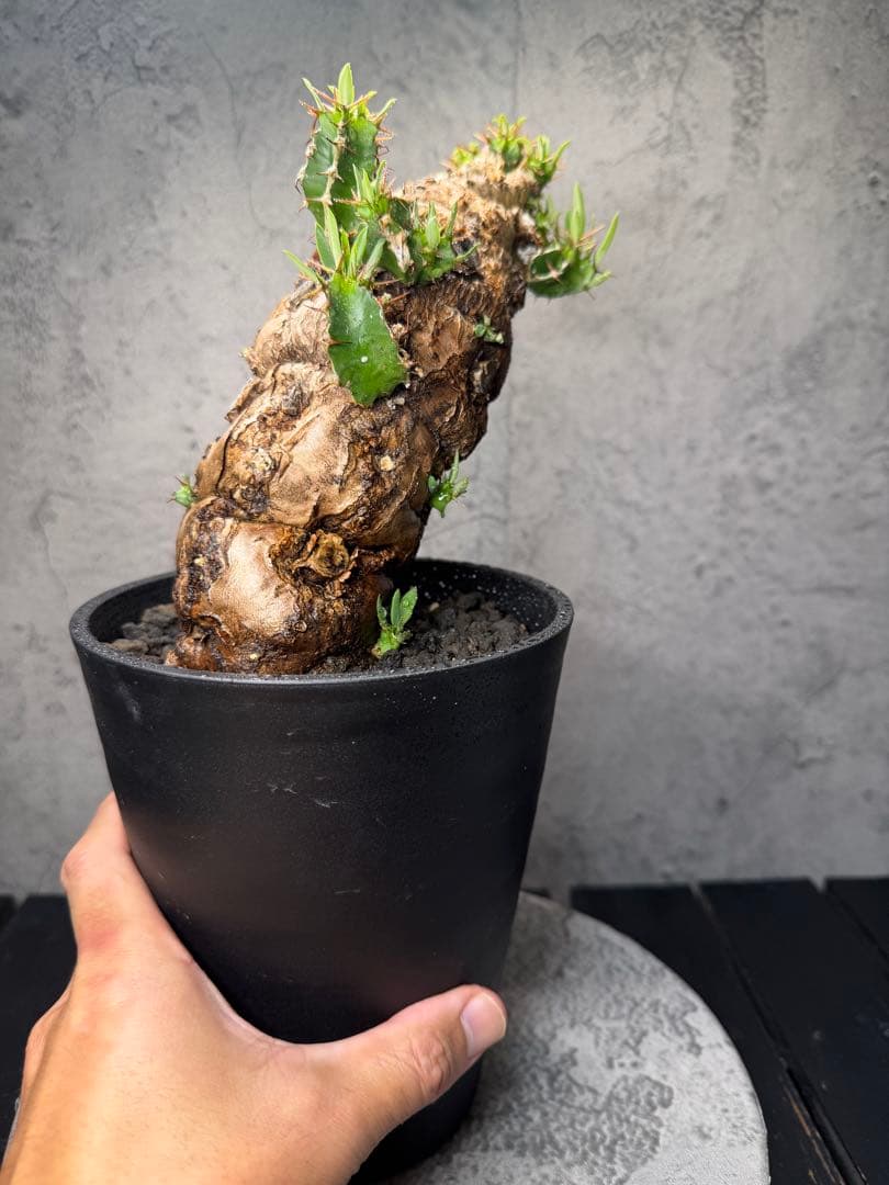 ユーフォルビア　ムランジーナ　発根済