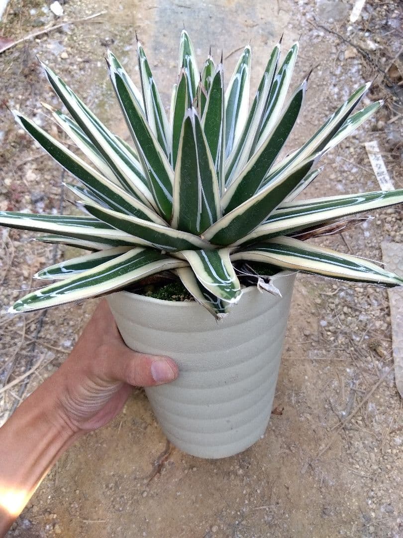 アガベ　氷山　超大株28センチ❗　③