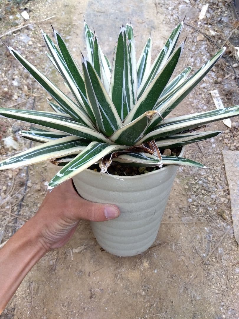 アガベ　氷山　超大株28センチ❗　③
