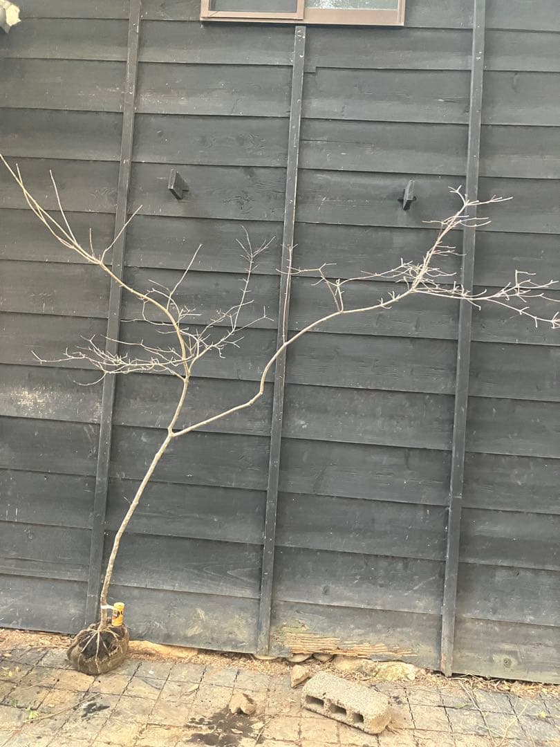 11 山採り　ヤマボウシ