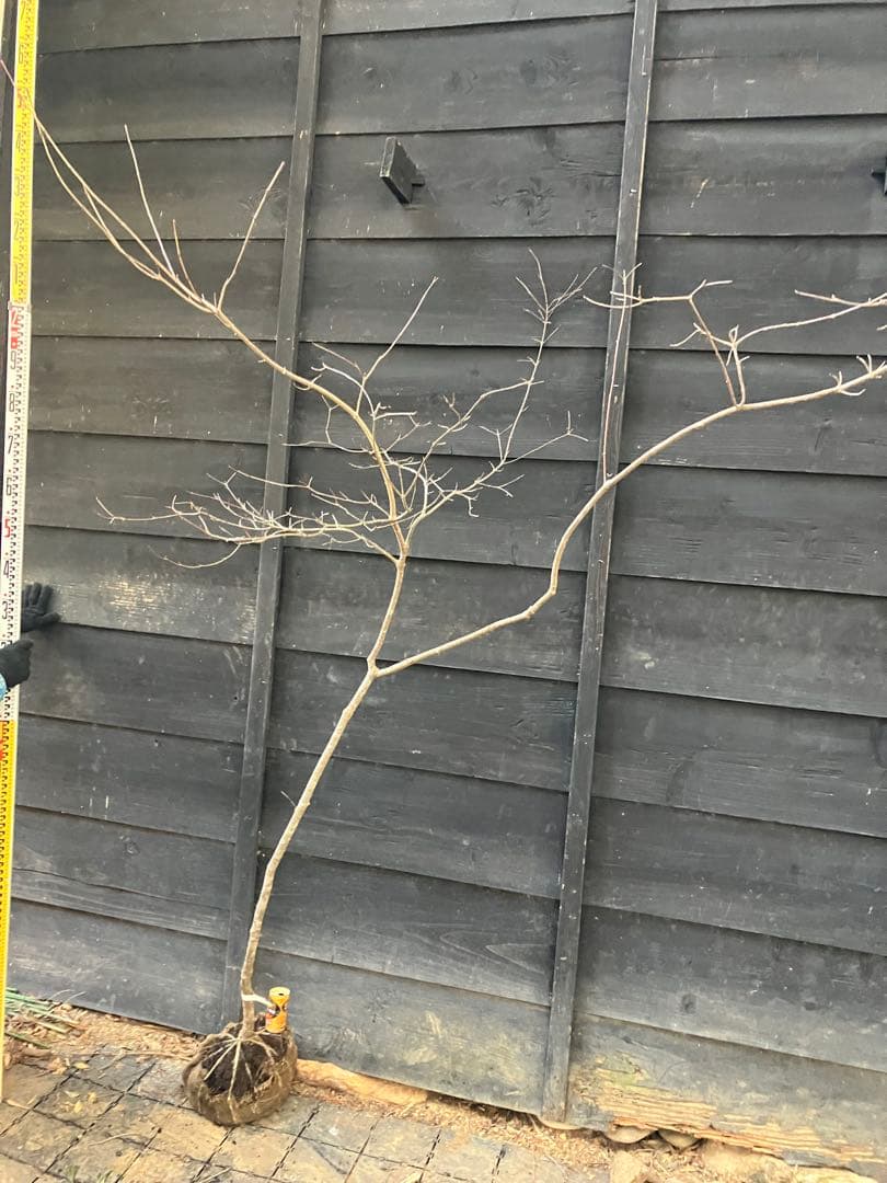 11 山採り　ヤマボウシ