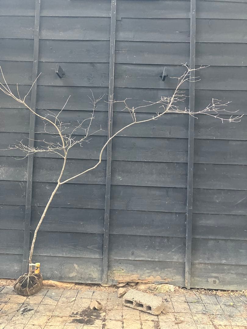 11 山採り　ヤマボウシ