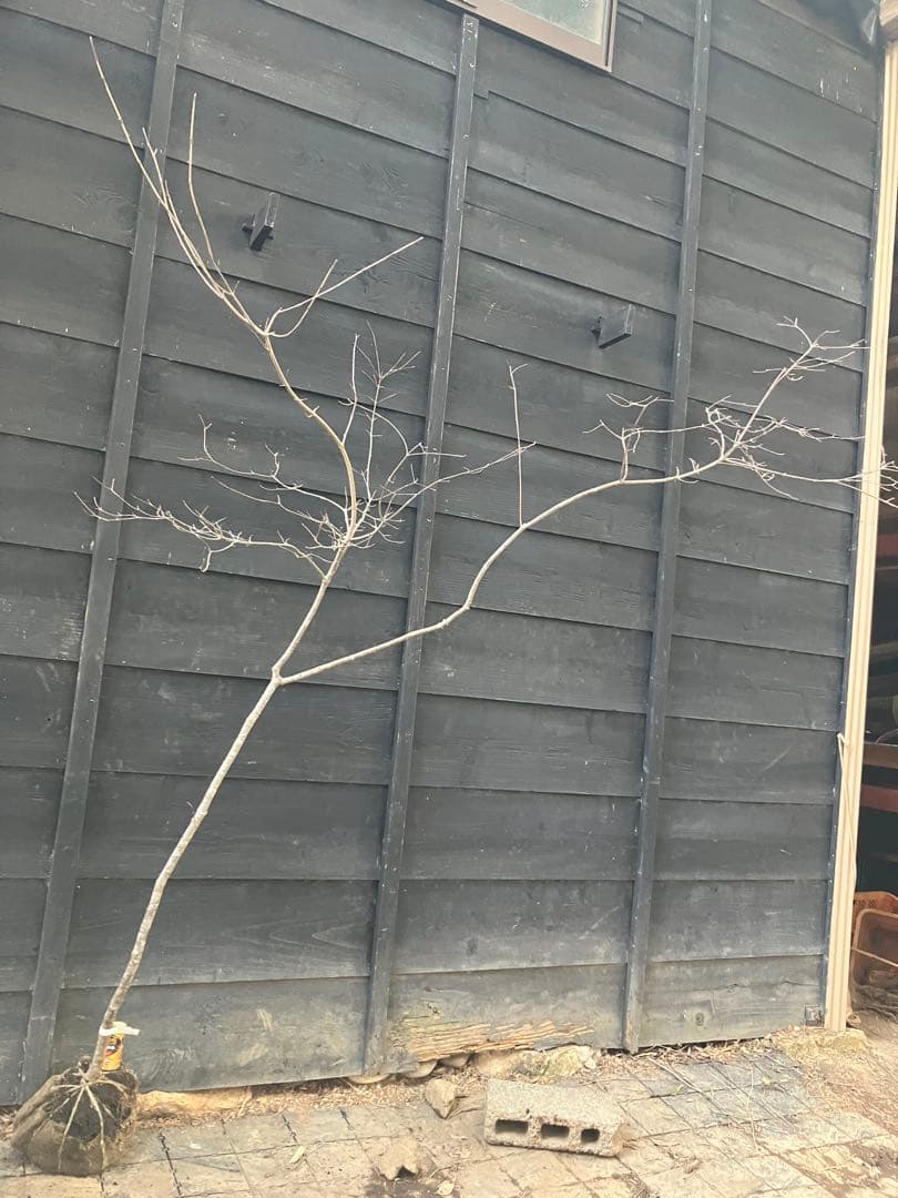 11 山採り　ヤマボウシ