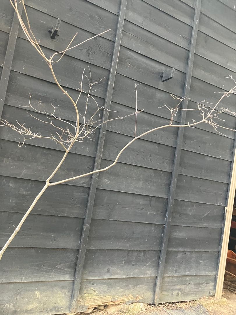 11 山採り　ヤマボウシ