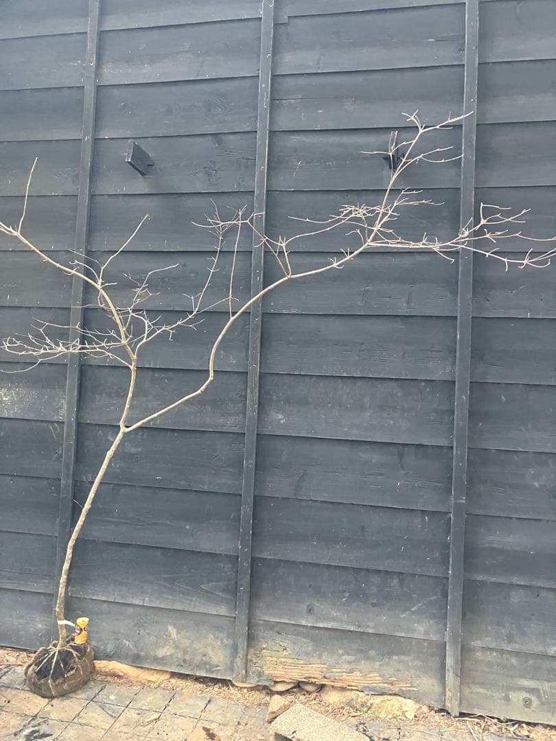 11 山採り　ヤマボウシ