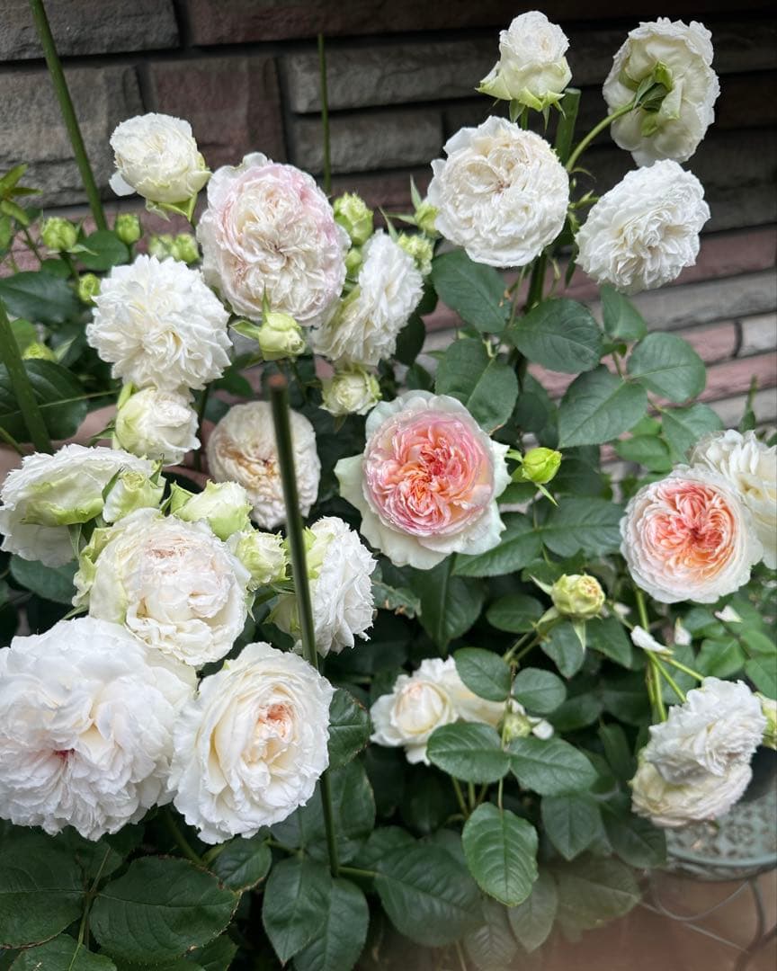 正規品、トロイメライ　ロサオリエンティス　タイプ0 10号