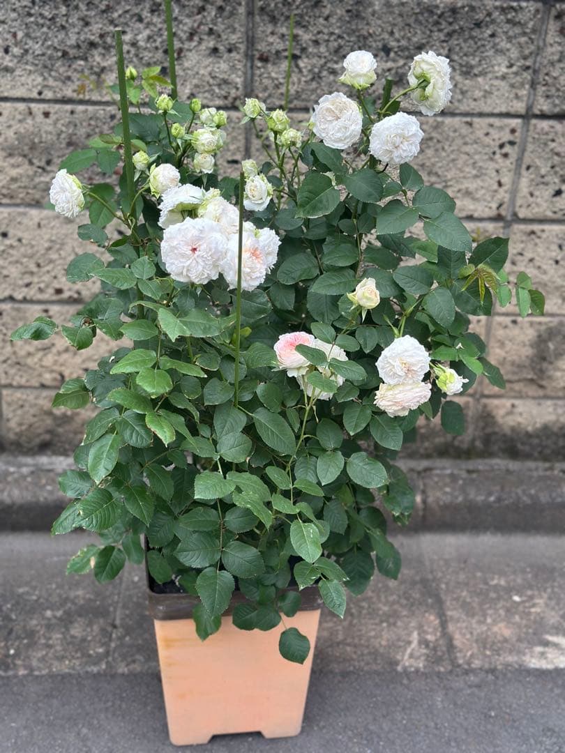 正規品、トロイメライ　ロサオリエンティス　タイプ0 10号