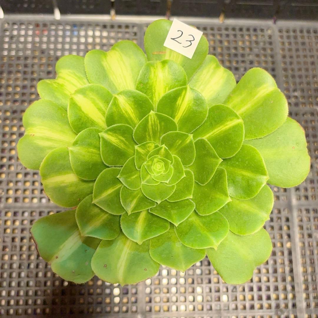 23#多肉植物アエオニウム錦❤️夜光杯❤️1大頭14cmカット苗