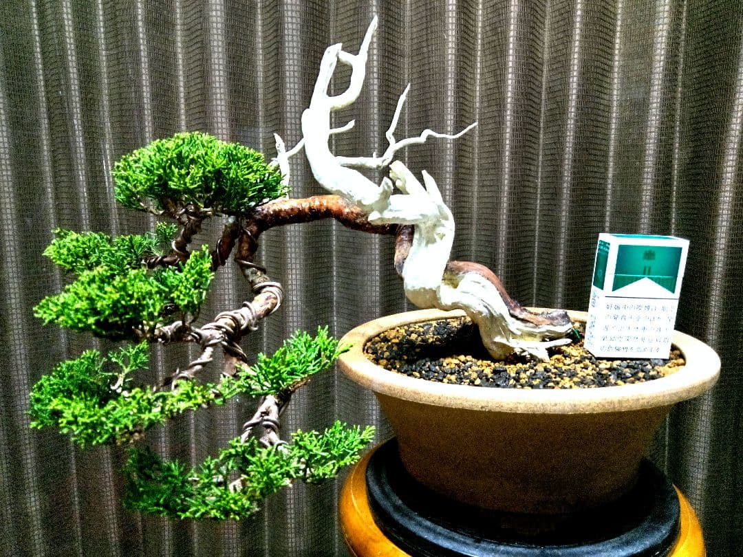 【半懸崖 糸魚川真柏盆栽】　　　　　⭕舎利、神～お見事❗