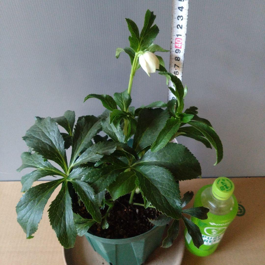 クリスマスローズ　多弁ホワイトブロッチdd　開花見込み大株