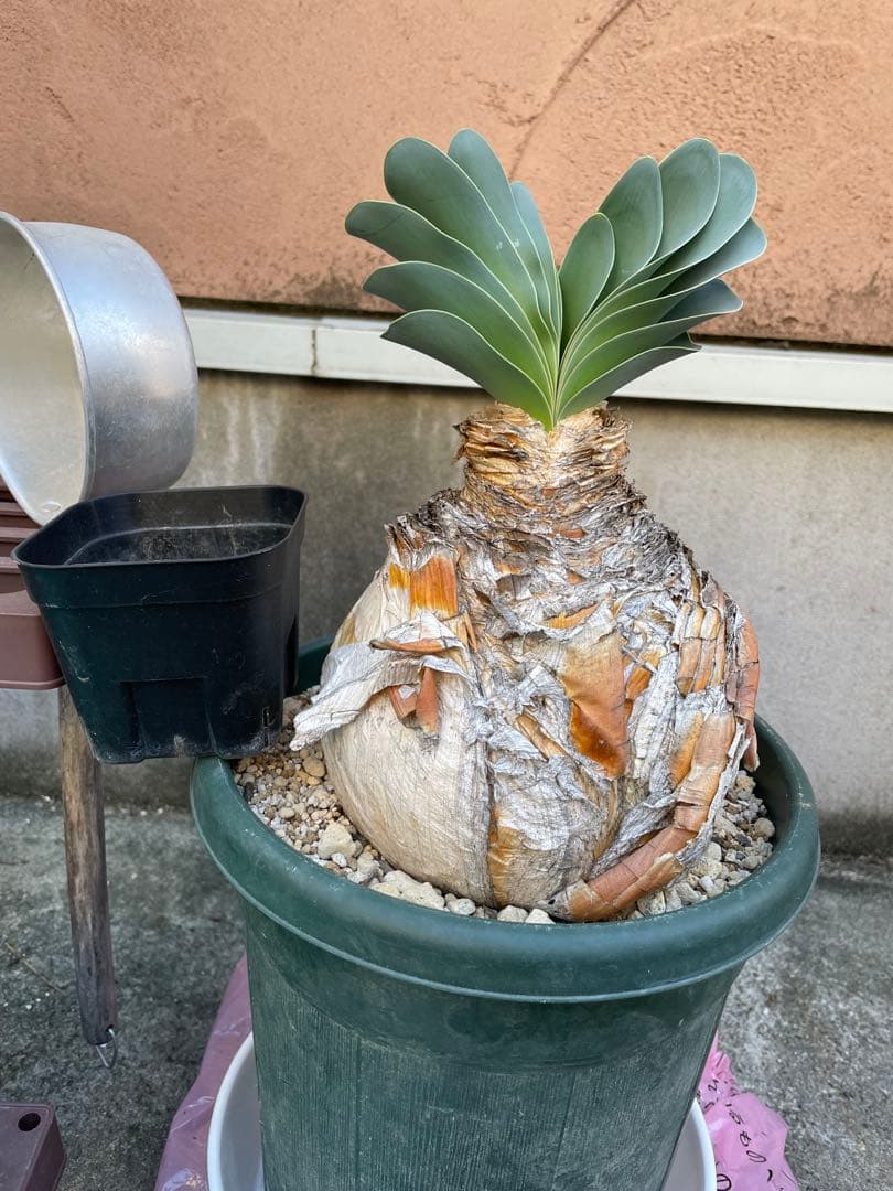 【休眠中】ブーファン ハエマンソイデス