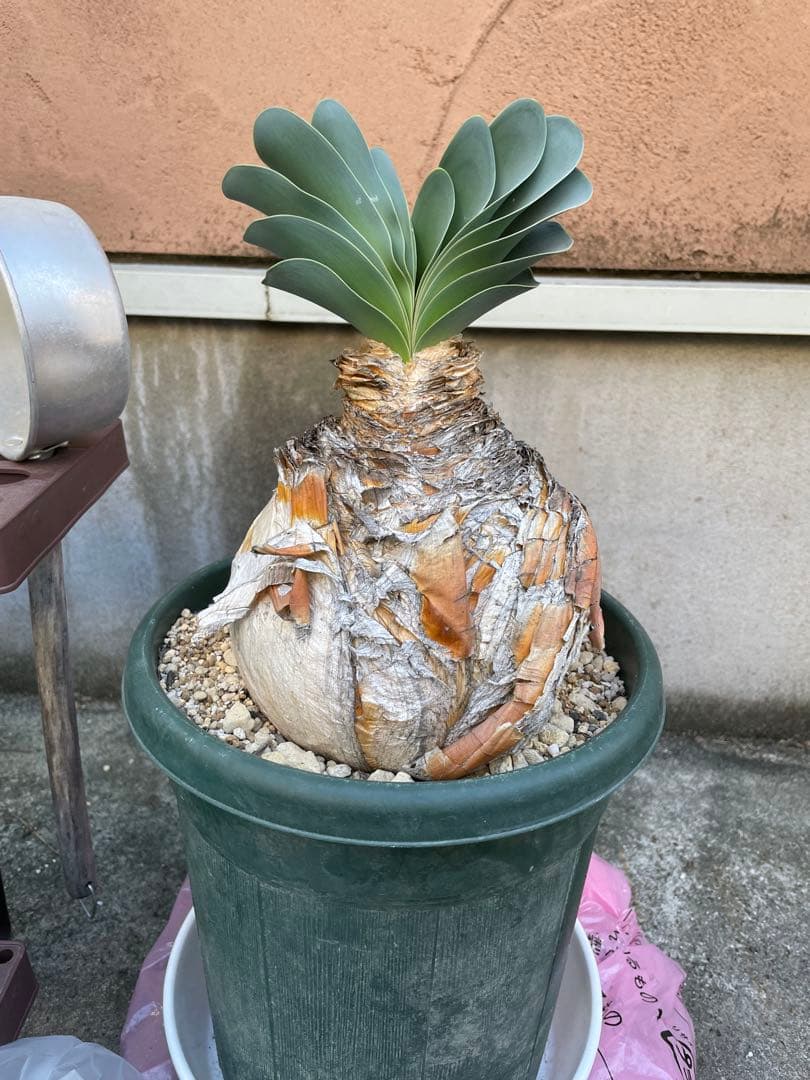 【休眠中】ブーファン ハエマンソイデス