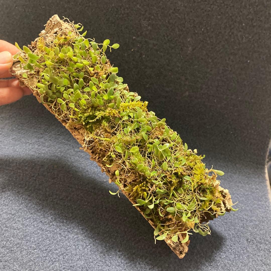 ★Softbanker様　ご確認用　マメヅタラン　コルク着け