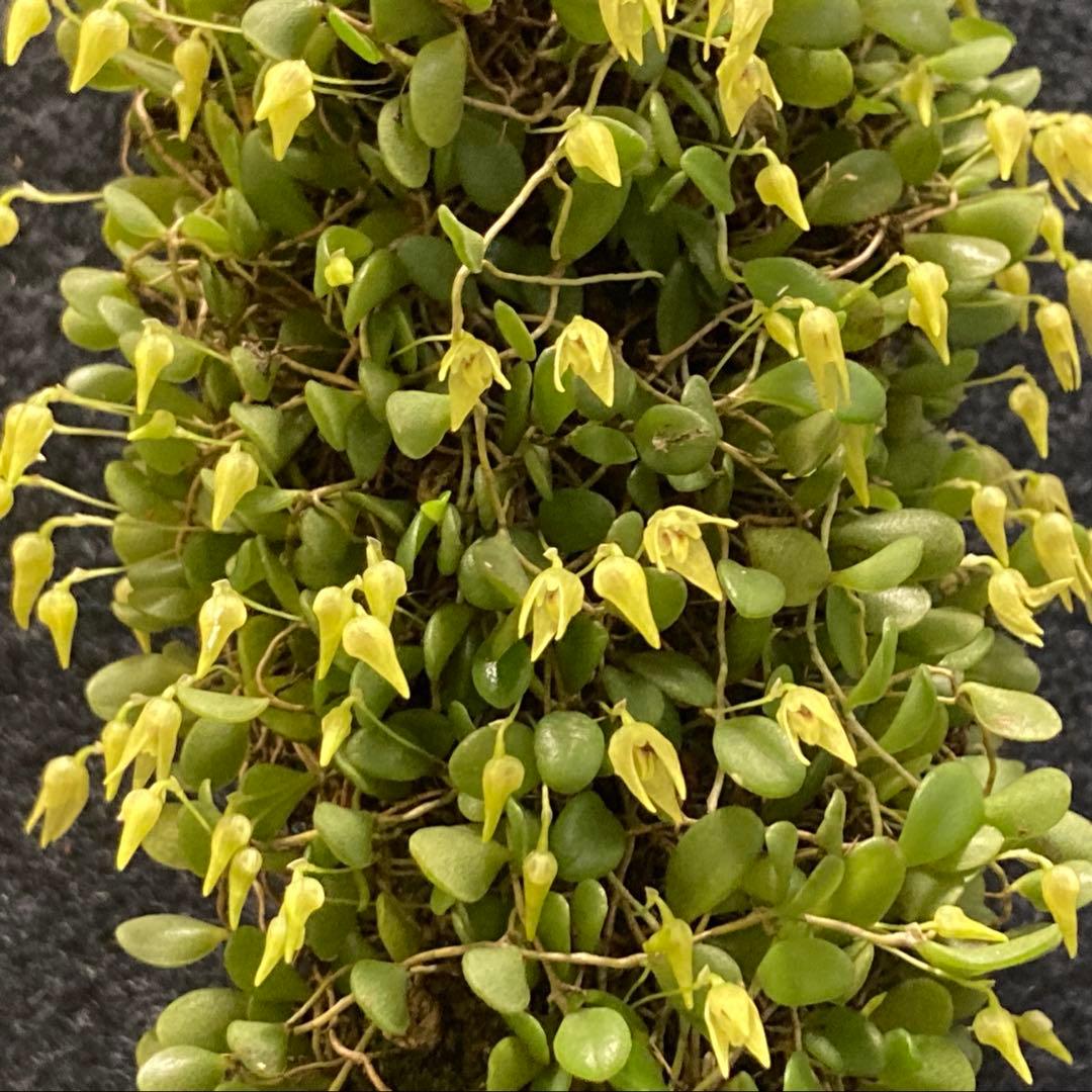 ★Softbanker様　ご確認用　マメヅタラン　コルク着け