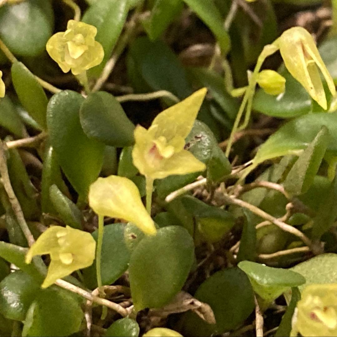 ★Softbanker様　ご確認用　マメヅタラン　コルク着け