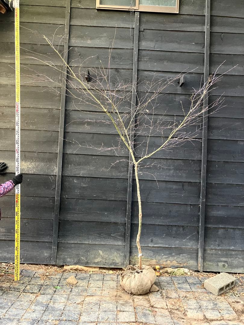 41 山採り　イロハモミジ