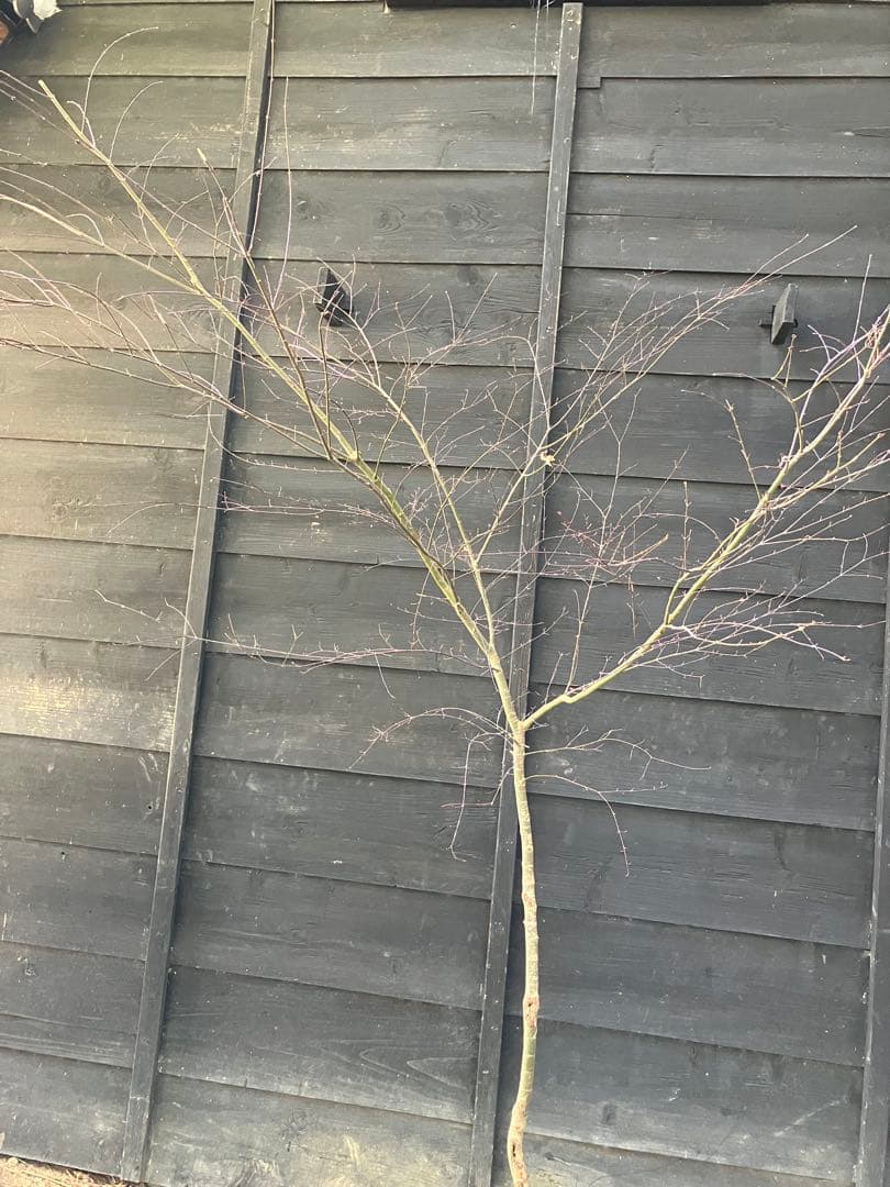 41 山採り　イロハモミジ