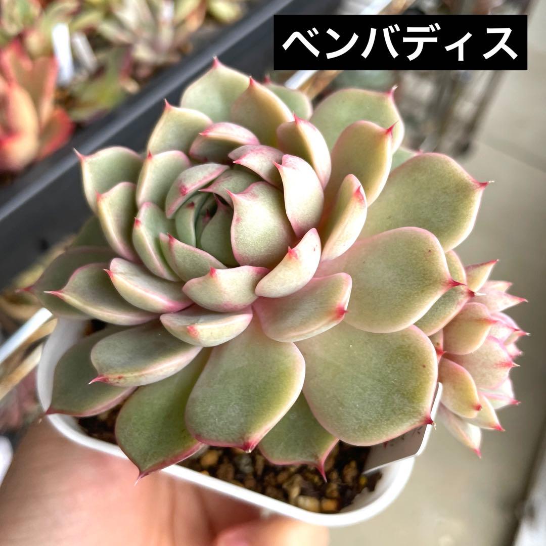多肉植物エケベリア　ベンバディス