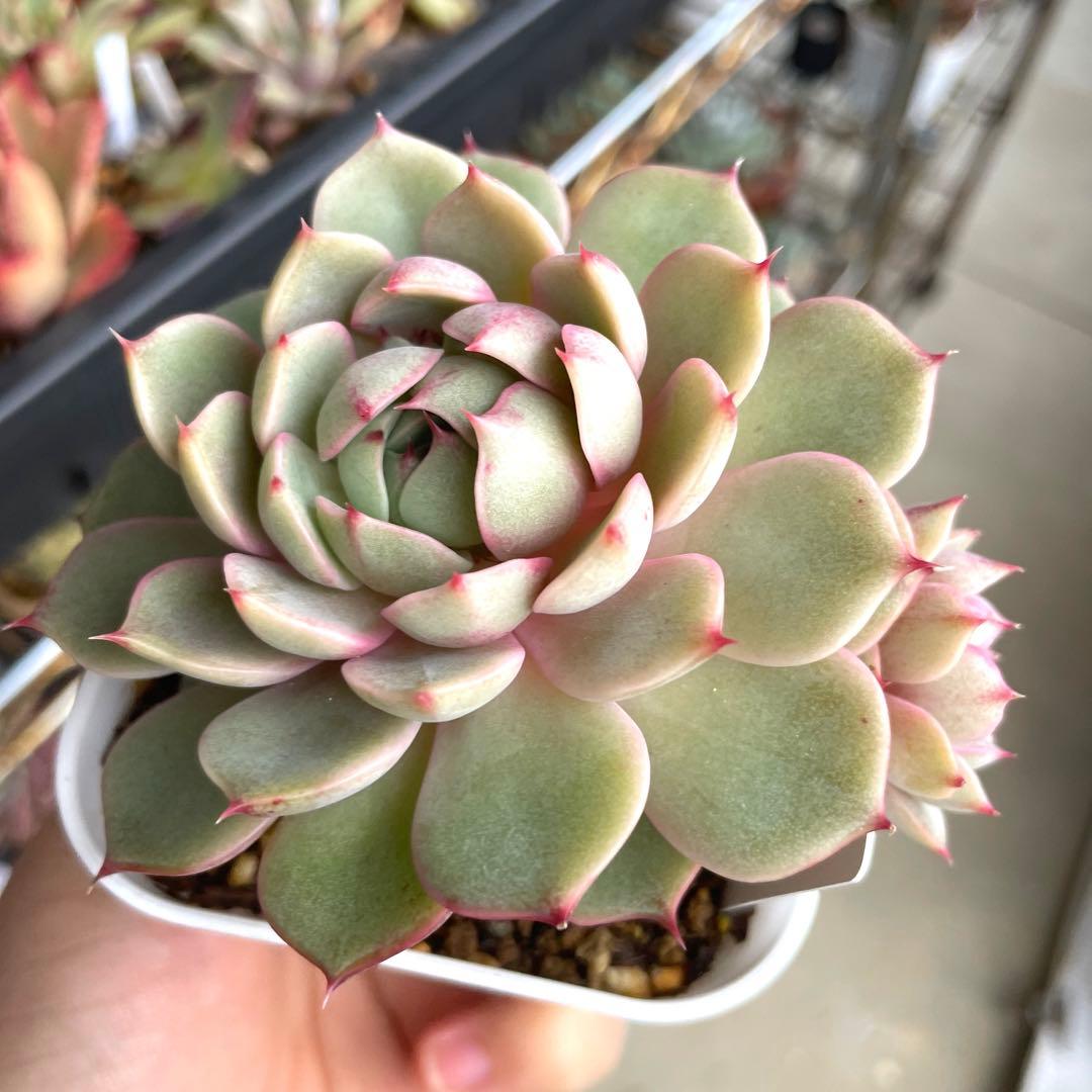 多肉植物エケベリア　ベンバディス