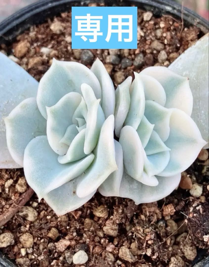 多肉植物　摘芯株　リラシナ錦　抜き苗