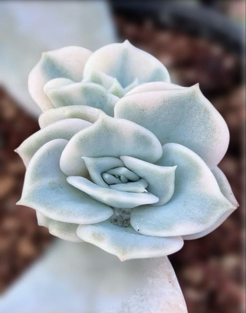 多肉植物　摘芯株　リラシナ錦　抜き苗