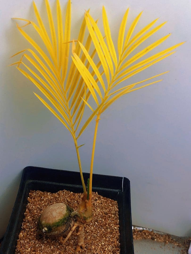 中*道様 Q103黄色の羽状葉の観葉植物ソテツ錦、稀有株
