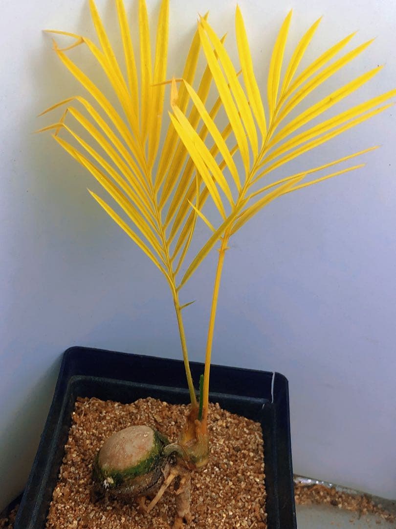 中*道様 Q103黄色の羽状葉の観葉植物ソテツ錦、稀有株